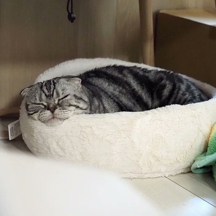 シニア猫に励まされる日々。寿命が異なる猫との暮らしのお話【連載】渋ネコししまるさん#176|ねこのきもちWEB MAGAZINE https://t.co/cXPPM5cEjh 