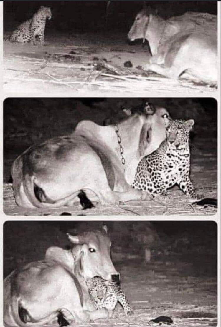 This cow's carer heard dogs barking at night; so he set up a camera and saw this amazing scene. Every night the leopard comes to find the cow and the cow licks her head. The man chatted to the cow's previous carer; then found out that.. 

story continues in comments.