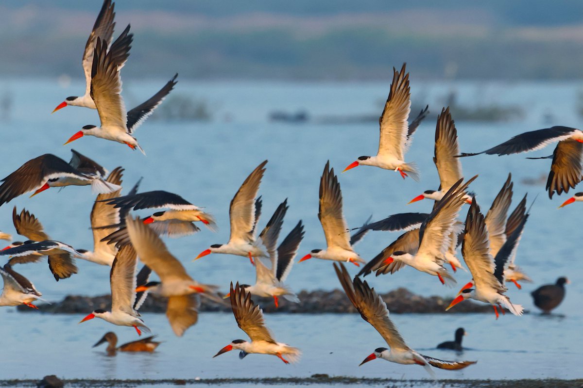 dhavalbhadania's tweet photo. Indian skimmers.
.
At jamnagar, Gujarat. Oct'2022
.
📸 Canon R7 + sigma 150-600mm lens
.
#birdphotography #birds #birding #BBCWildlifePOTD #BirdsSeenIn2022 #IndiAves #IndiAvesWeek #naturelovers #TwitterNatureCommunity #natgeoindia #canonR7 #canonR7india https://t.co/BZHfs2V8d5