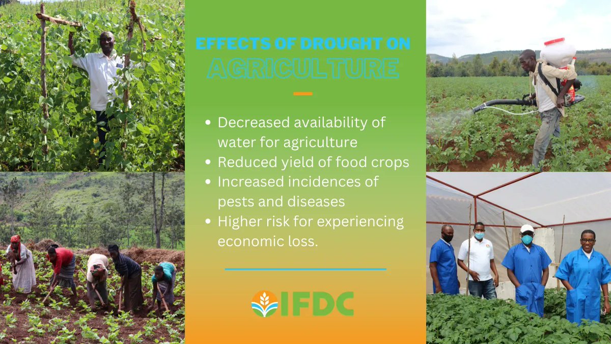 IFDC researchers develop & refine technologies & practices that improve #NutrientManagement & strengthen #productivity. These innovations play an important role in helping #farmers build resilience to a changing #climate & thrive under stress-prone conditions, such as #drought.