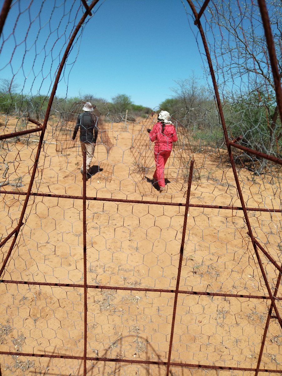 MoyoNali's tweet photo. Caged humans 😎
Prepping for experiments #reseeding #bringbackthegrass https://t.co/iuZDaWKLDT