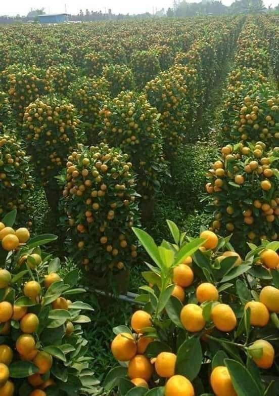 Agriculture is innovation! Agree?