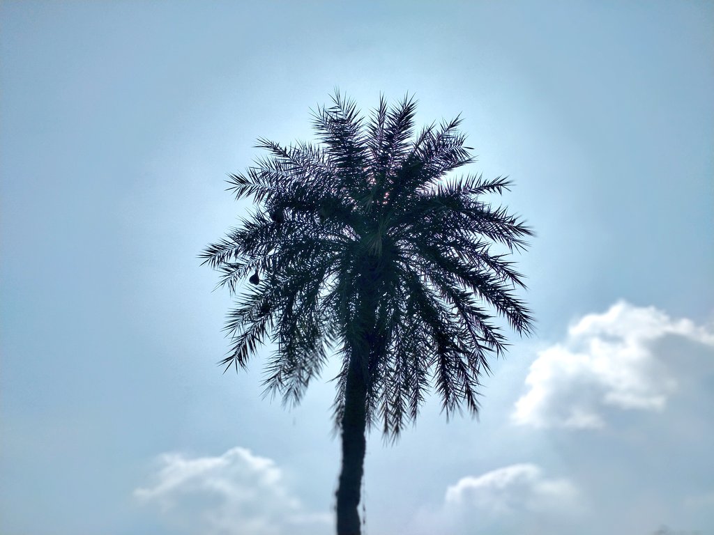 JpChaturbhuja's tweet photo. A diffrent nature ....🍀🌴🌲
#BothHard 💤💚

#NaturePositive #naturelover  💙❤
#NatureBoy #natural  ⛅🌈 https://t.co/PfVhOoggoO