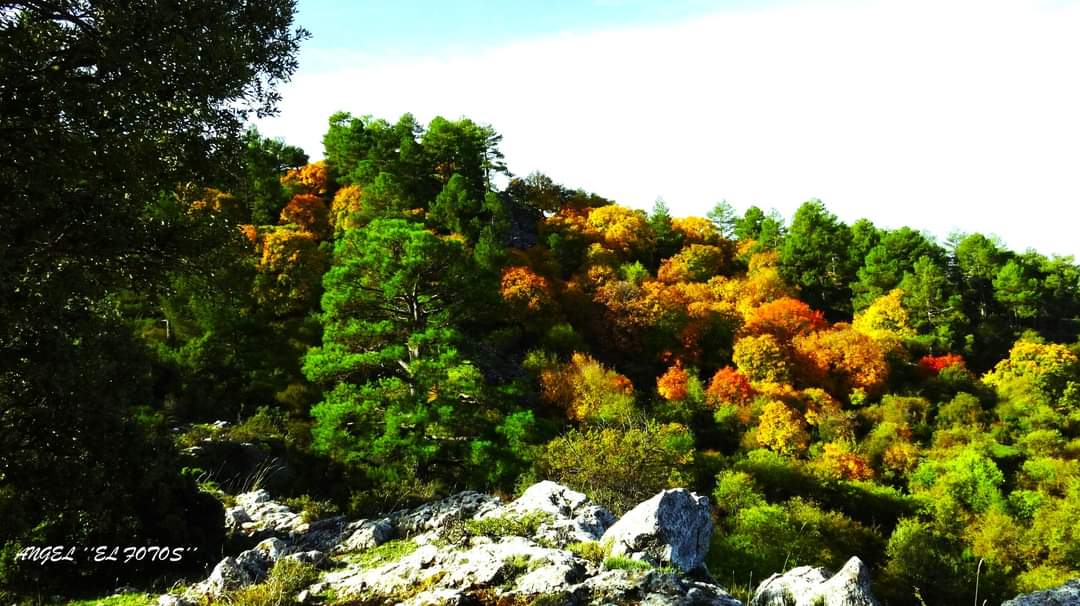 arboles_magicos's tweet photo. Por fin parece que ha llegado el otoño a la Sierra de Segura.
🚩Santiago Pontones
📸 Ángel Muñoz https://t.co/NRjcoqvanc
