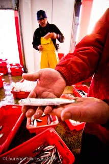 Newlyn regularly lands a greater variety of fish than any other port in the UK - starting this #FishyFriday we're going to publish a different fish every week for a year, maybe longer - starting today, A is for anchovy! bit.ly/3G8Bcl9