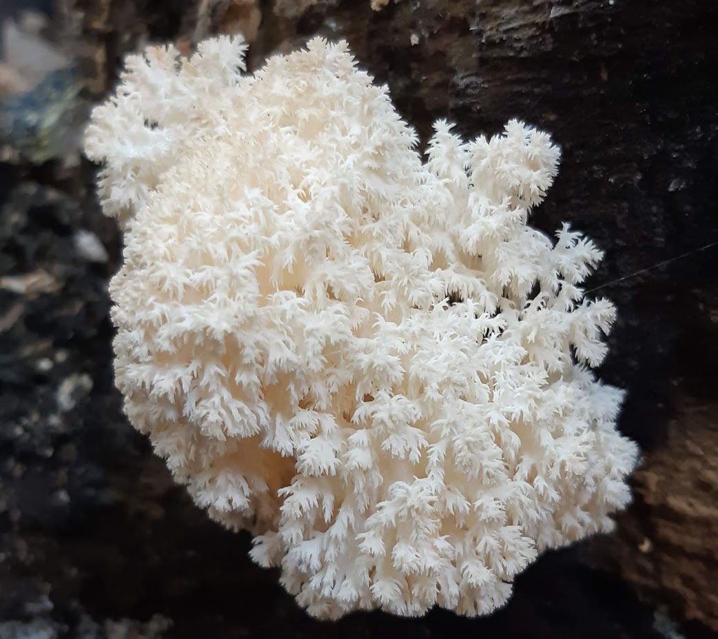 CIRM-Filamentous Fungi tweet media