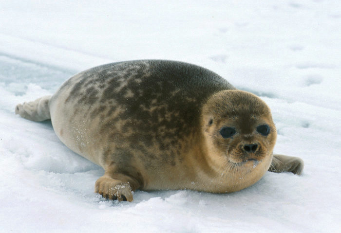 Marc Rams i Rios (@mramsirios) on Twitter photo Couldn't be more excited to start my masters thesis with <a href="/Seal_Botherer/">Andy Lowther</a> from @NorskPolar! I will be studying the status of the ringed seal population in Svalbard using drone imagery. The aim is to start long-term monitoring of this species and see population trends in the future. Couldn't be more excited to start my masters thesis with <a href="/Seal_Botherer/">Andy Lowther</a> from @NorskPolar! I will be studying the status of the ringed seal population in Svalbard using drone imagery. The aim is to start long-term monitoring of this species and see population trends in the future.
