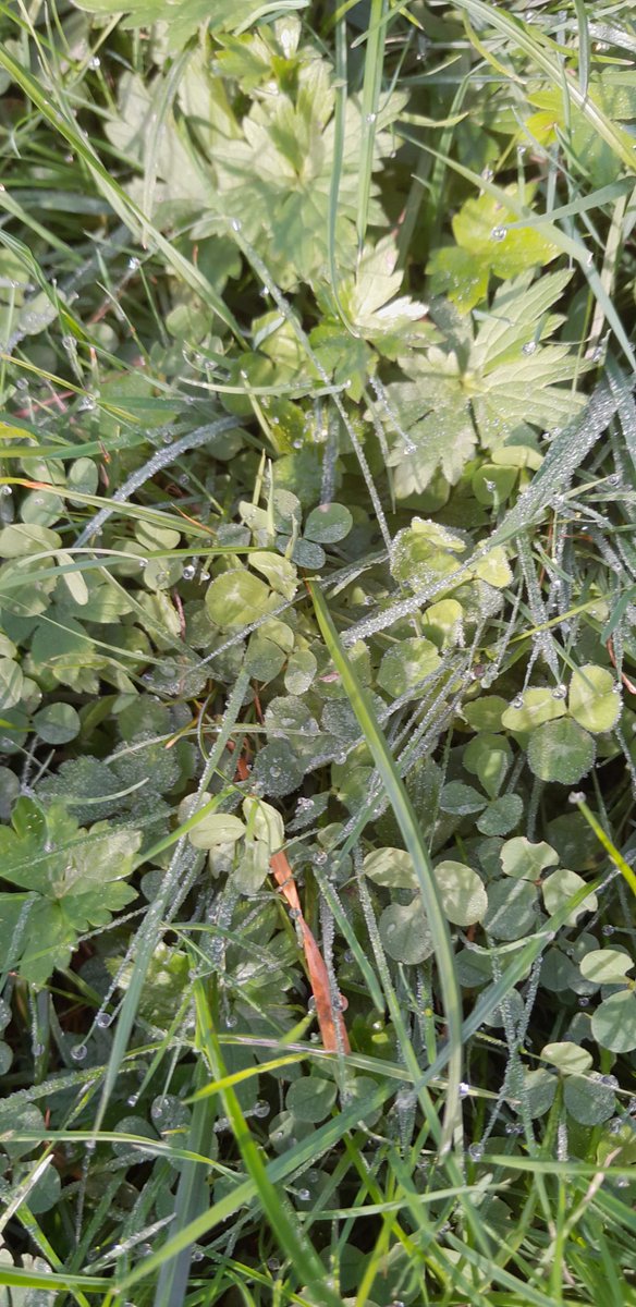 11-11 start van der carnaval.