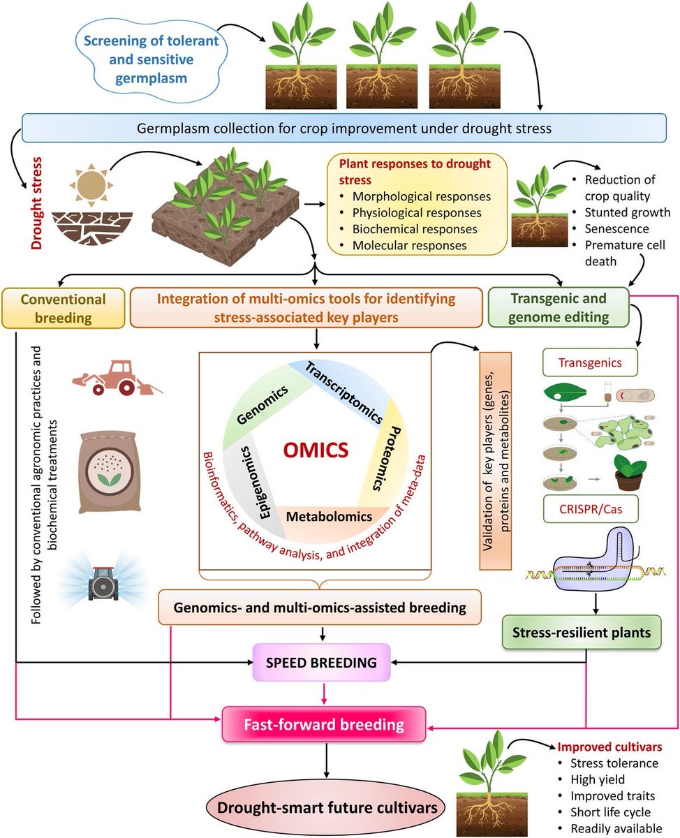 Ali Raza (@ale_raza6) on Twitter photo Thrilled to share our🆕article "Developing #drought-smart, ready-to-grow future #crops" is out via <a href="/plantgenome/">The Plant Genome 🌱🧬</a> <a href="/ASA_CSSA_SSSA/">Agronomy, Crop, and Soil Science Societies</a>🤩in excellent collaboration with <a href="/msmubarik/">Muhammad Salman Mubarik</a> <a href="/KadambotS/">Kadambot Siddique</a> <a href="/rajvarshney/">Rajeev Varshney FRS</a>💯
🖇acsess.onlinelibrary.wiley.com/doi/full/10.10…
<a href="/MU_CCFI_Biotech/">Murdoch's Centre for Crop & Food Innovation & SABC</a> <a href="/IOA_UWA/">The UWA Institute of Agriculture</a> <a href="/UWAresearch/">UWA Research</a> <a href="/AgBioWorld/">Channa Prakash</a> Thrilled to share our🆕article "Developing #drought-smart, ready-to-grow future #crops" is out via <a href="/plantgenome/">The Plant Genome 🌱🧬</a> <a href="/ASA_CSSA_SSSA/">Agronomy, Crop, and Soil Science Societies</a>🤩in excellent collaboration with <a href="/msmubarik/">Muhammad Salman Mubarik</a> <a href="/KadambotS/">Kadambot Siddique</a> <a href="/rajvarshney/">Rajeev Varshney FRS</a>💯
🖇acsess.onlinelibrary.wiley.com/doi/full/10.10…
<a href="/MU_CCFI_Biotech/">Murdoch's Centre for Crop & Food Innovation & SABC</a> <a href="/IOA_UWA/">The UWA Institute of Agriculture</a> <a href="/UWAresearch/">UWA Research</a> <a href="/AgBioWorld/">Channa Prakash</a>