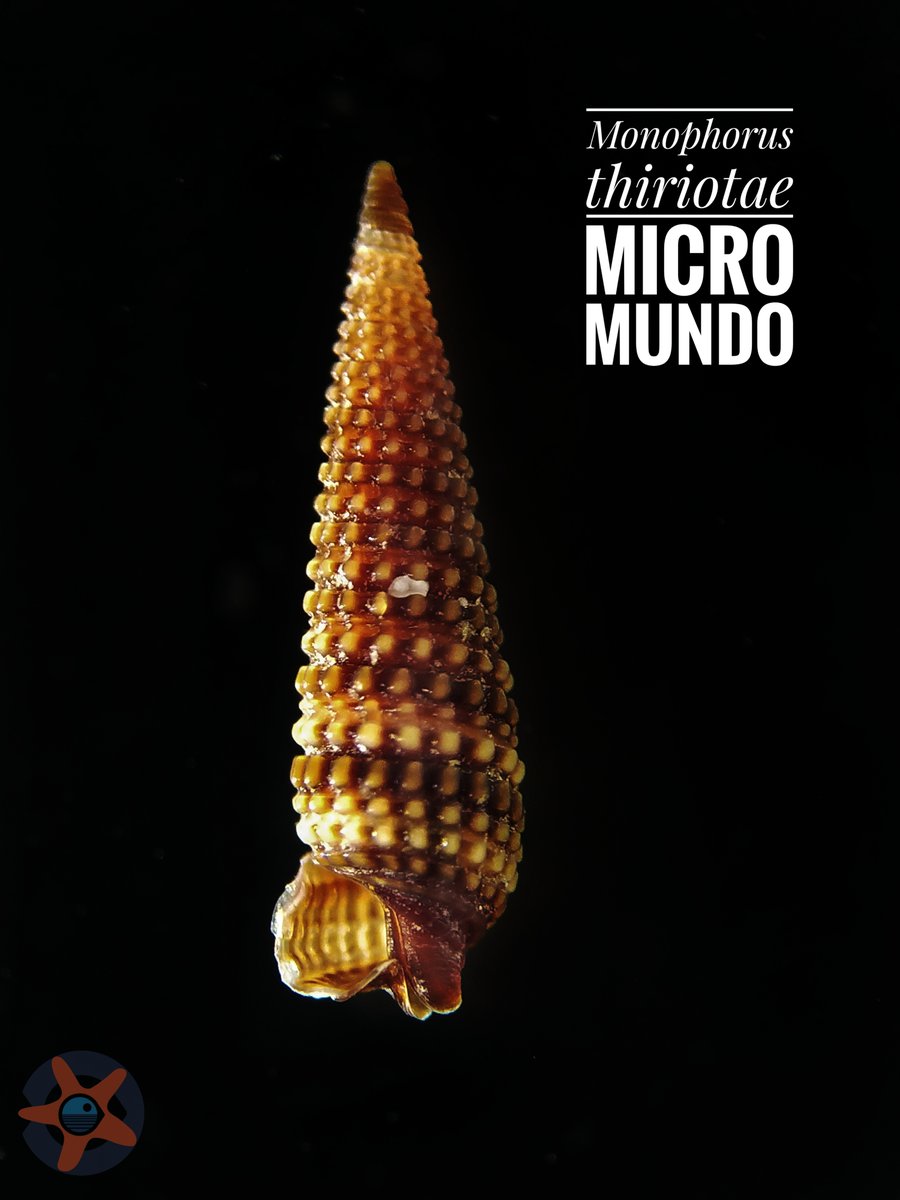 gemar_ieo's tweet photo. #ViernesDeMicroMundo #ESMARES con 🐚🌊 𝘔𝘰𝘯𝘰𝘱𝘩𝘰𝘳𝘶𝘴 𝘵𝘩𝘪𝘳𝘪𝘰𝘵𝘢𝘦 , ejemplar que se caracteriza por presentar un enrollamiento de su cuerpo en sentido contrario a la agujas del 🕖, cuya apertura está a la izquierda y no a la derecha como en el 99% de los gasterópodos https://t.co/fel4ZJWZJb