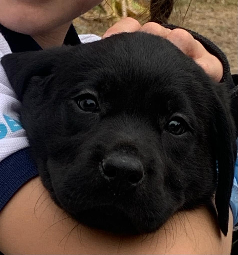 mcopello73's tweet image. Quedan pocos cachorros y es una oportunidad linda para un regalo. Listos para entregar. Son labradores de color negro. Cualquier consulta por privado. Gracias