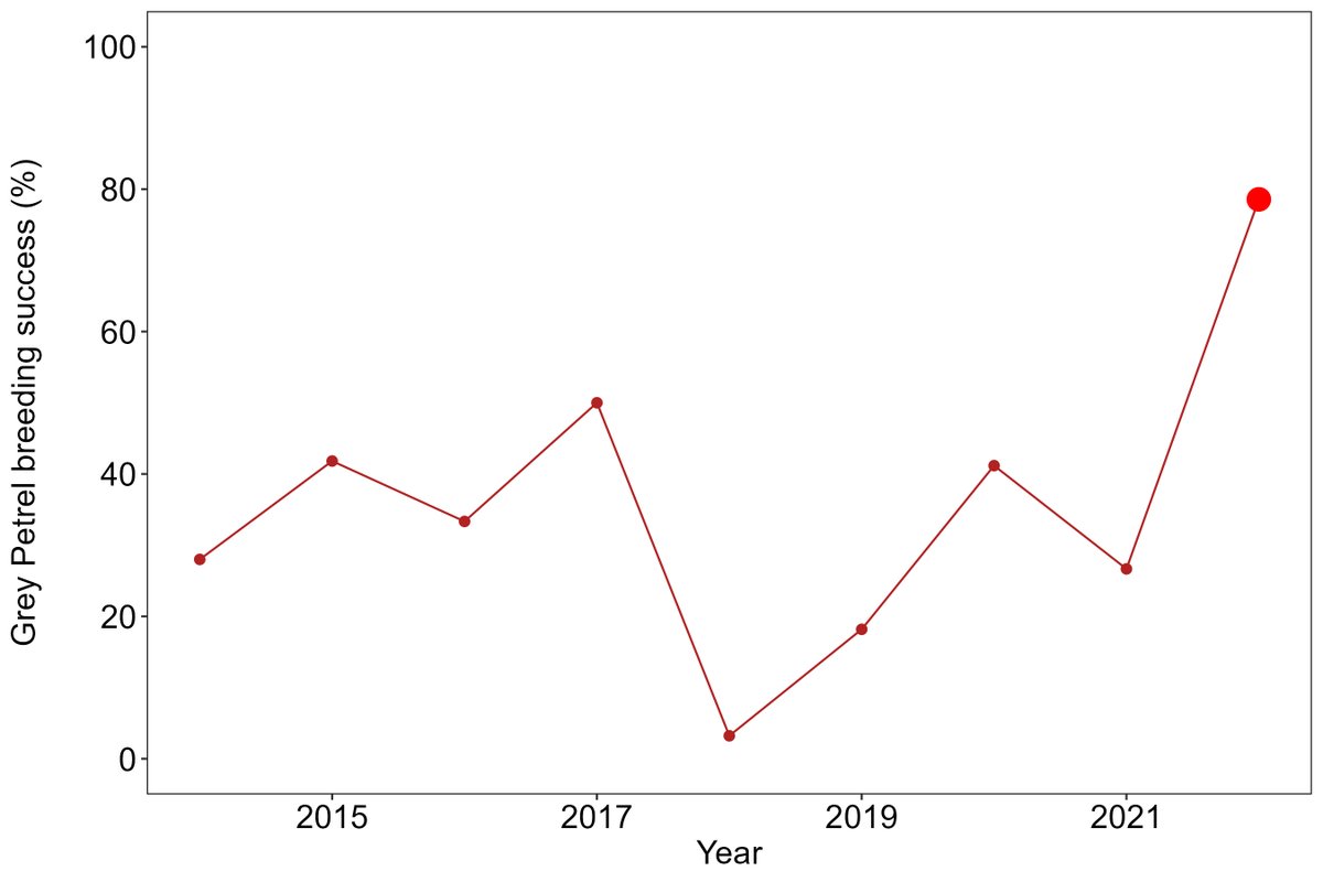 GREY PETRELS COMPLETE THE SET: Gough's grey petrel has had a brilliant year with 75% breeding success! This completes a superb set of breeding success results this year for #Gough’s seabirds while mouse numbers have been low. New blog here: tinyurl.com/3vcff43r #FeelGoodFriday