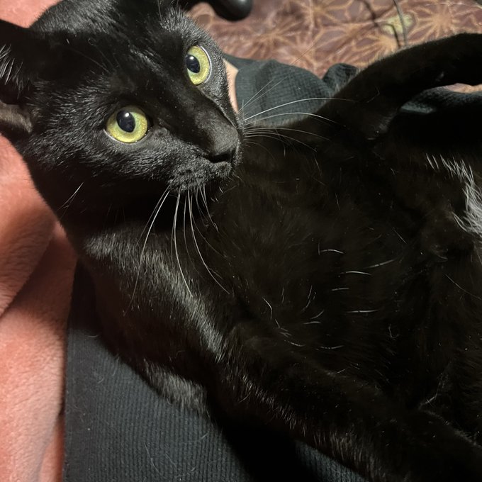 最近動きまくっていて筋肉質でもにもにしてて触ってると気持ちいい 柔らかい筋肉ってこれのこというのか… 