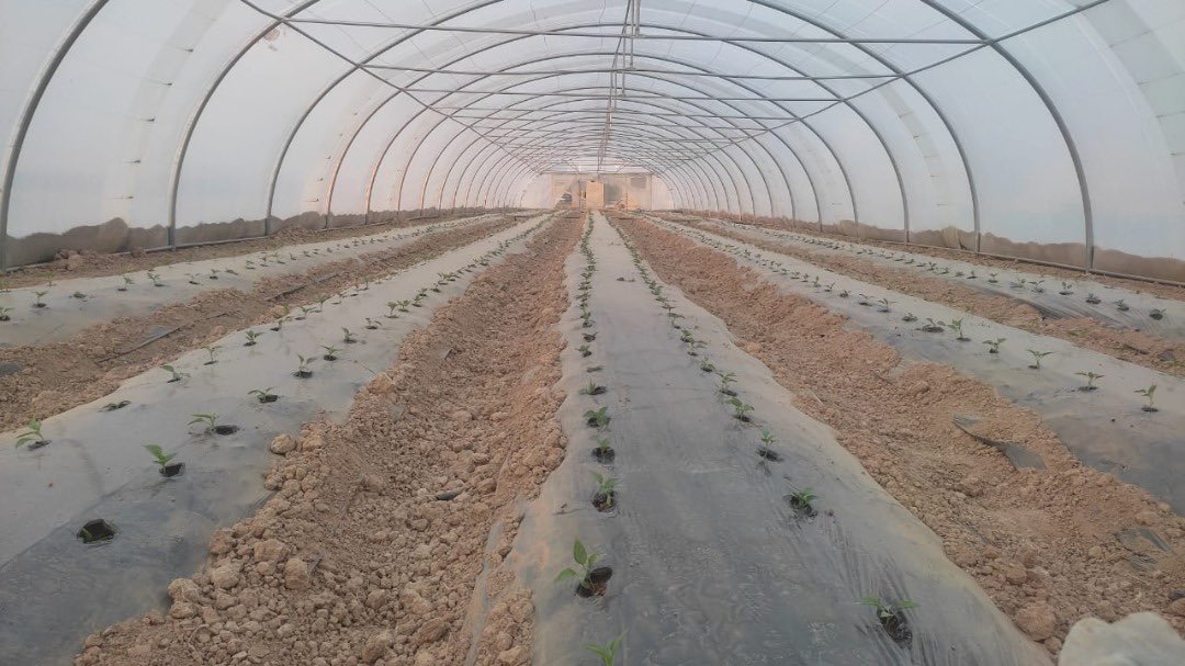 Authur Masuka tweet media