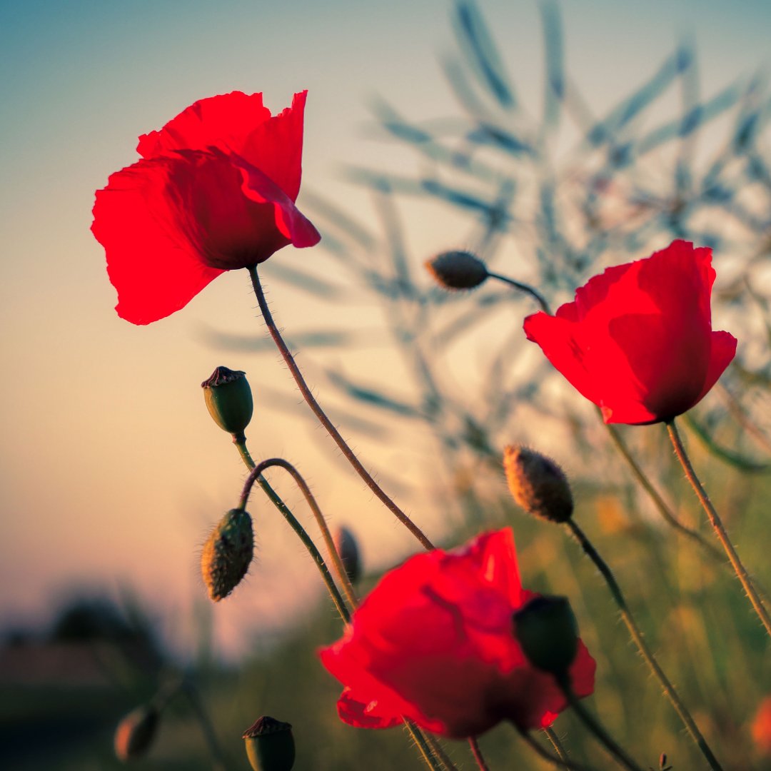 Lest We Forget. 

#RemembranceDay