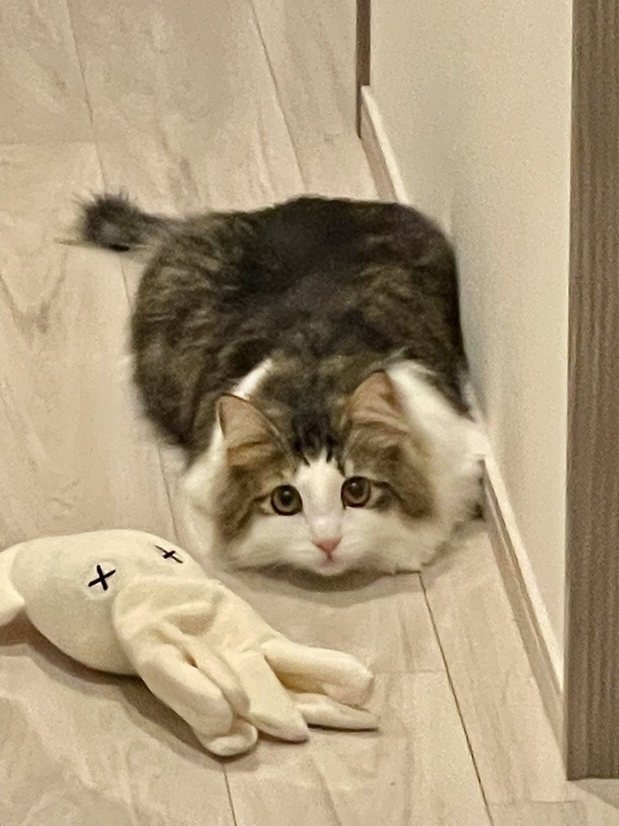 MerRoi06181209's tweet photo. 獲物を狙うメルちゃん
#ノルウェージャンフォレストキャット 
#猫のいる暮らし https://t.co/0eGRFLP8C6