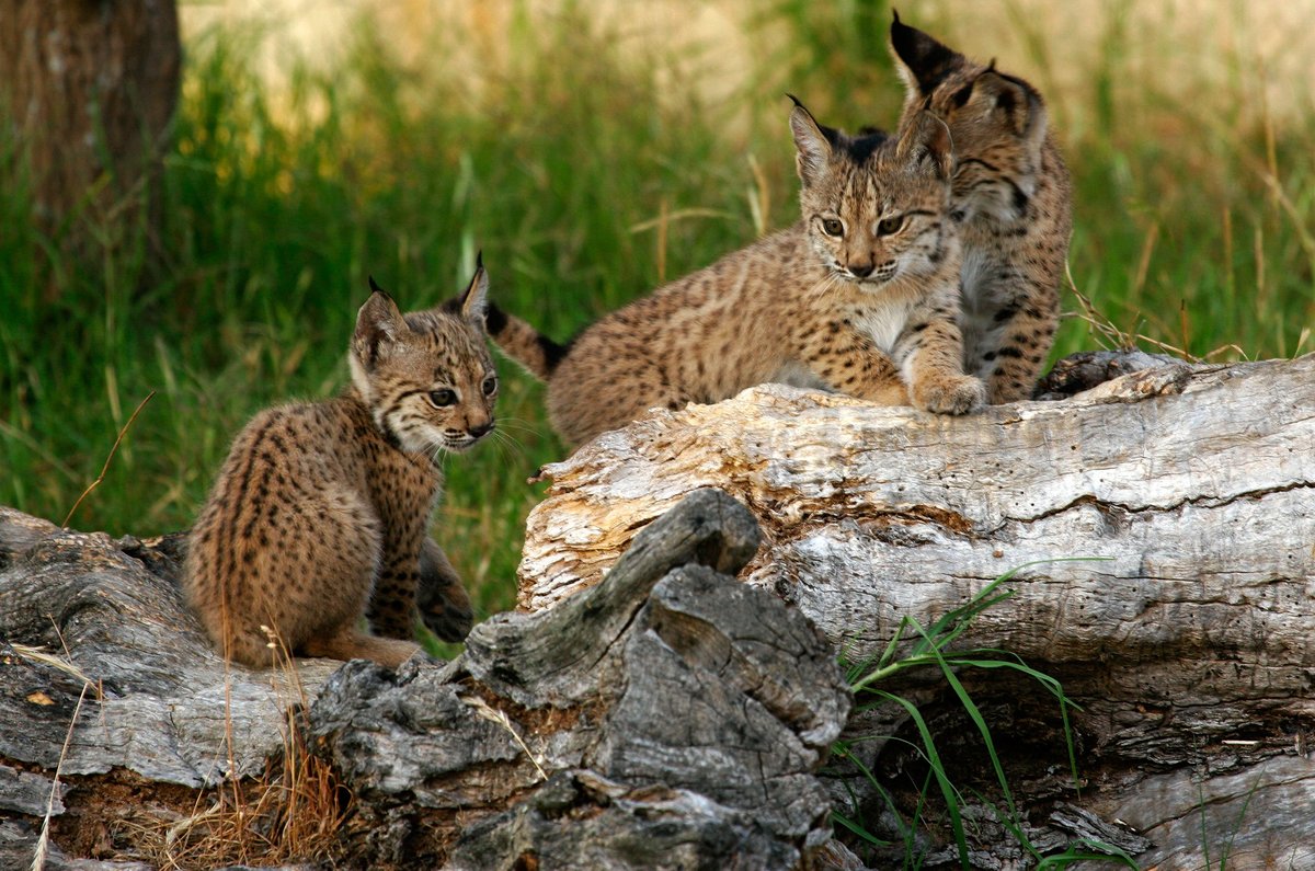 oapngob's tweet photo. Hace unos días falleció a los 20 años Aura, el lince ibérico más longevo hasta la fecha 🐾🐾. Deja más de 900 descendientes (directos e indirectos), gracias a los cuales se ha salvado a esta especie de la extinción. Descansa en paz Aura💔 https://t.co/EgpH3ZUDKc