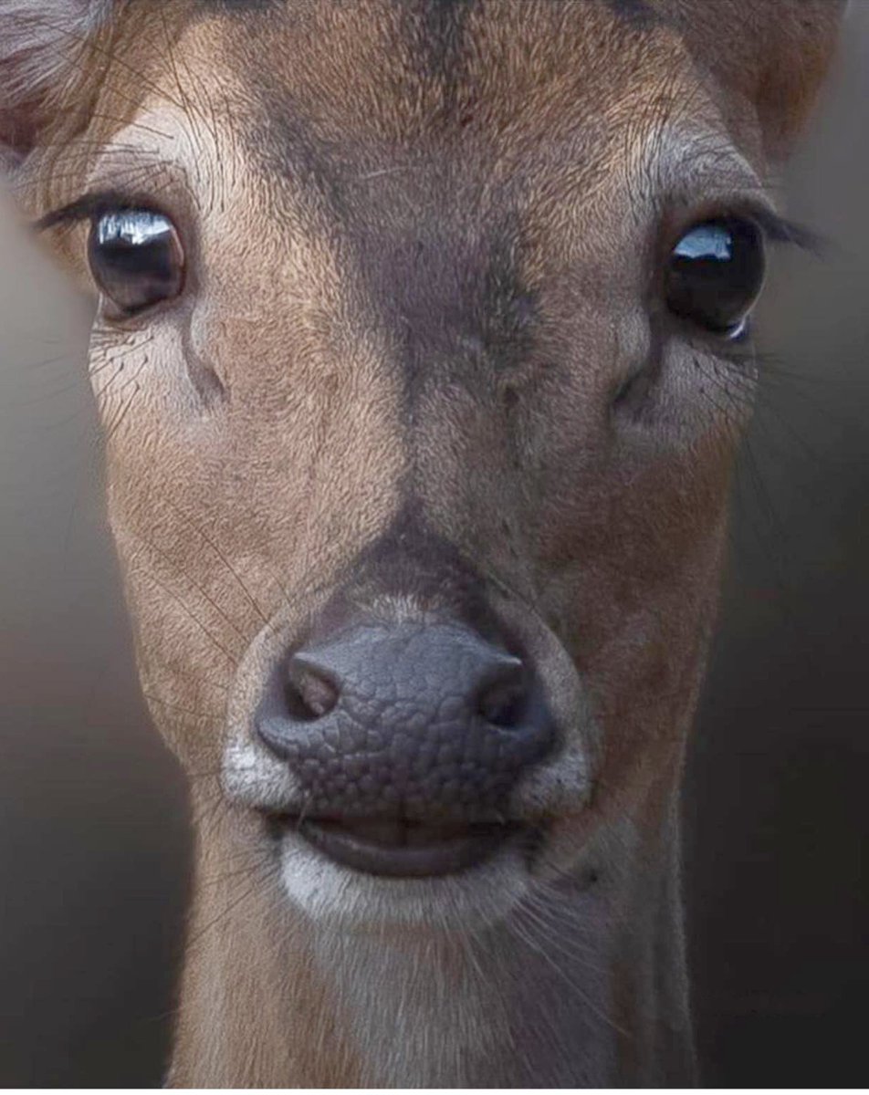 #deer