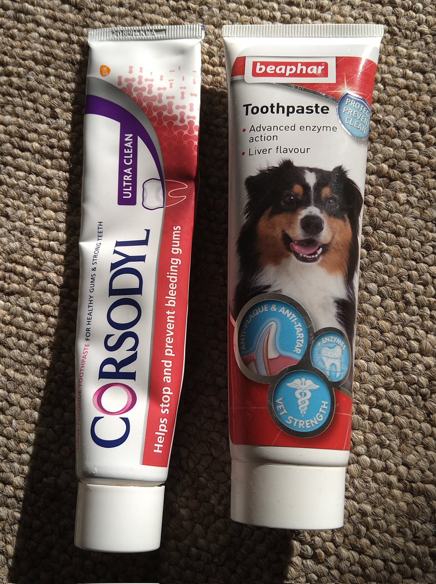 Can You Use Corsodyl on Dogs? Pet Help Reviews UK