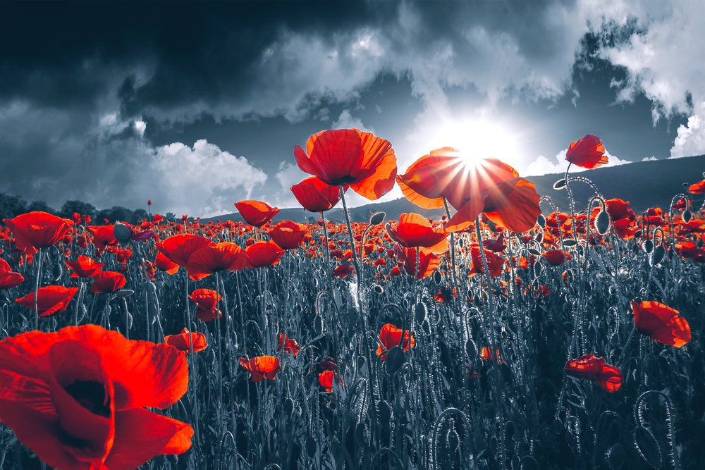 “On the 11th hour, of the 11th day of the 11th month, we will remember them. Their sacrifice will never be forgotten”

#ArmisticeDay    #RemembranceDay2021   #LestWeForget    #WeWillRememberThem