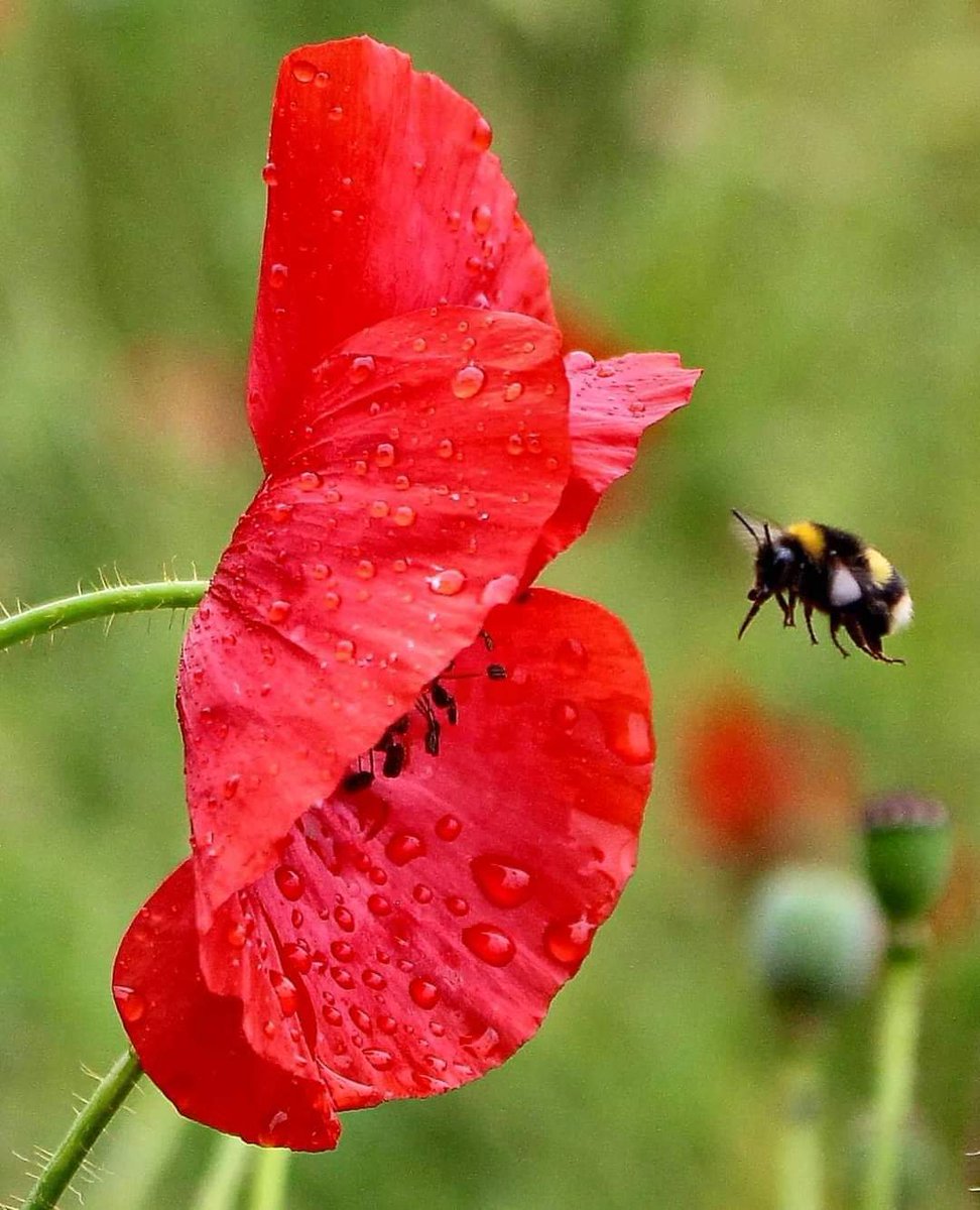 coalhouseforths's tweet photo. They shall grow not old, as we that are left grow old; Age shall not weary them, nor the years condemn. At the going down of the sun and in the morning We will remember them.

Laurence Binyon. https://t.co/KnXyA2bXf5