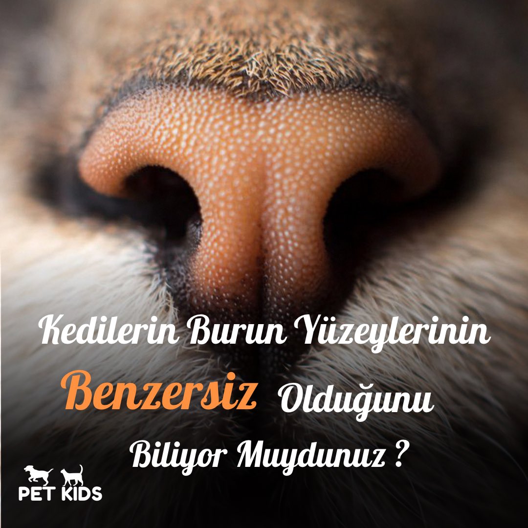 Kedilerin Burun Yüzeylerinin Benzersiz Olduğunu Biliyor Muydunuz ? 🐈

Biz insanların el izlerinde olduğu gibi kedi dostlarımızın da burun yüzeylerindeki izler eşsiz ve tekrir. Her birinin kendine özel bir şekli vardır. ☝️

#kedi #kediseverler #evcilhayvanlar  #biliyormusunuz