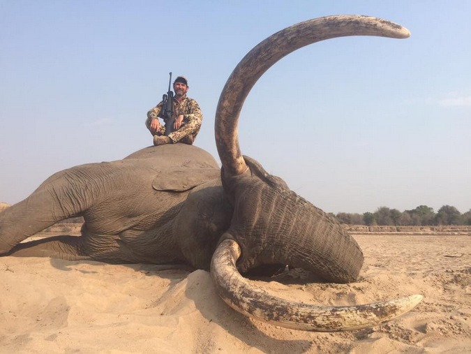 Future For Elephants On Twitter Hundreds Of Bull elephants Of Prime future-for-elephants-on-twitter-hundreds-of-bull-elephants-of-prime