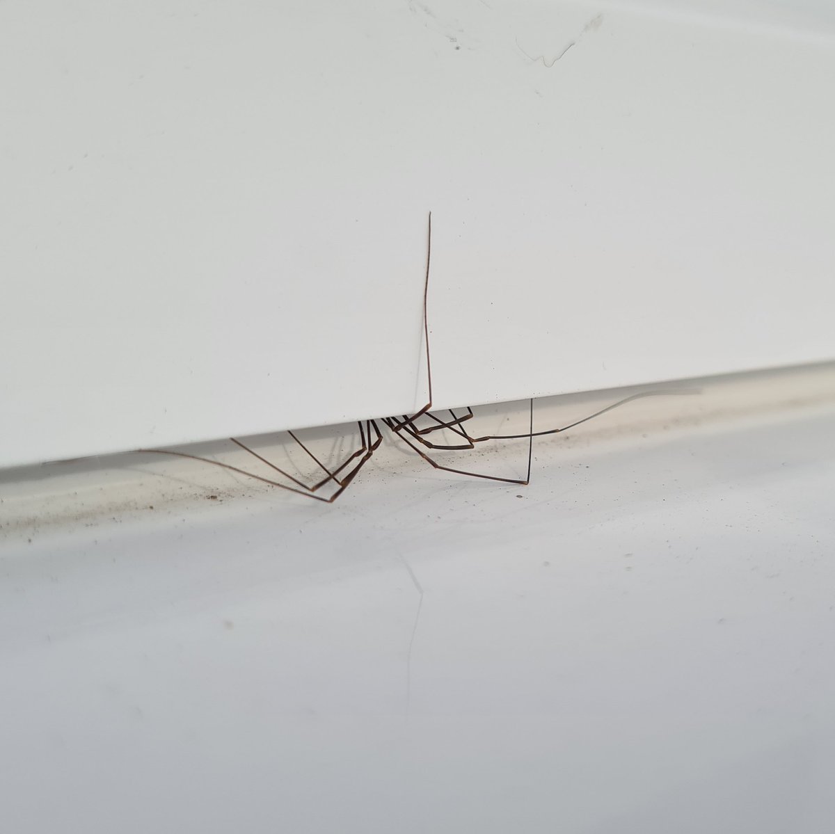 stuart6064's tweet photo. I'm not sure but I believe this is the spider equivalent of giving the middle finger... https://t.co/GyH5oc72pE