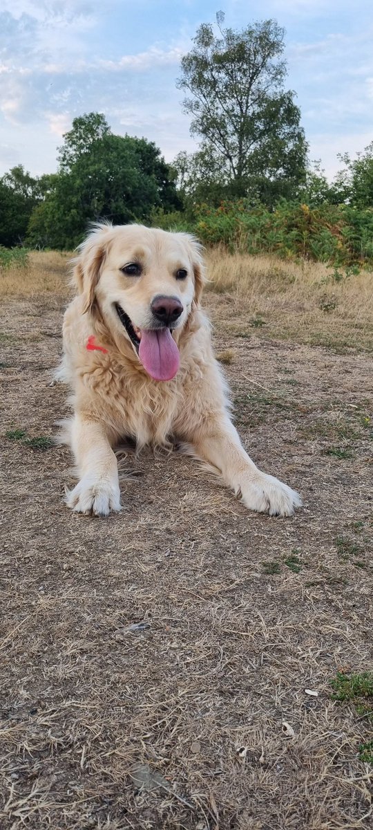 PathwayPooch's tweet image. That photoshoot he doesn't want. Just get on with my walk!!! #goldenretriever #dogsoftwitter #dogs