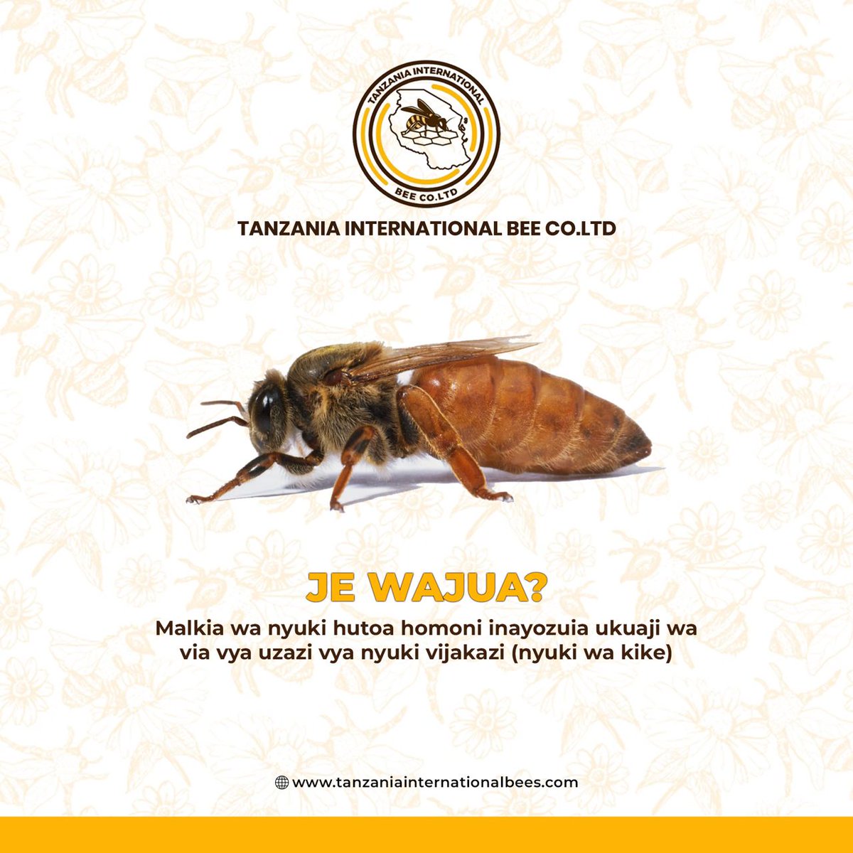 TanzaniaBee's tweet photo. JE, WAJUA?
Malkia wa nyuki hutoa homoni inayozuia ukuaji wa via vya uzazi vya nyuki vijakazi (nyuki wa kike) https://t.co/1xudPah0JG