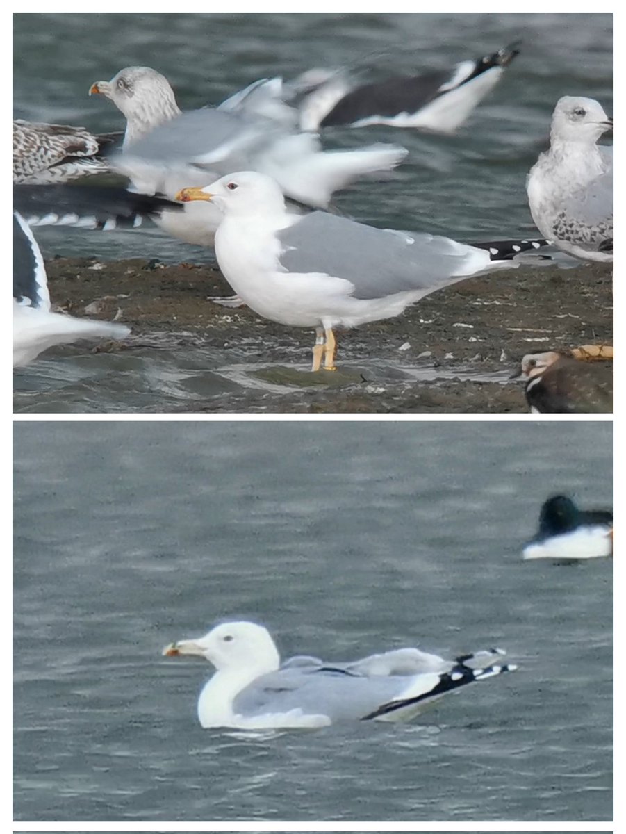 The White Falcon 💙 tweet media