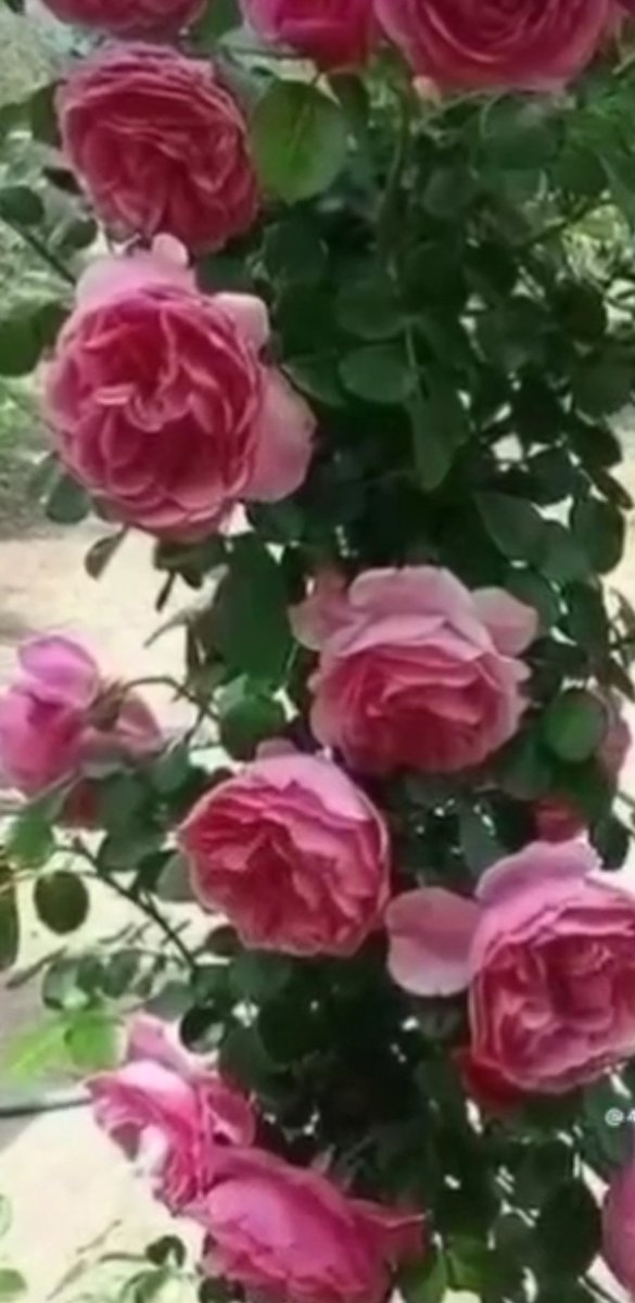 Cumanız mübarek olsun hayırlı cumalar dilerim