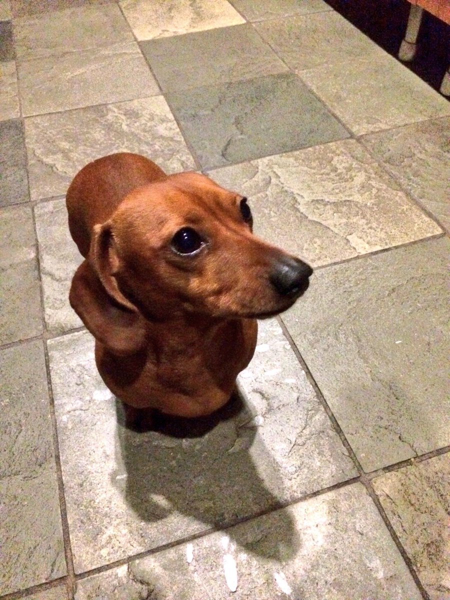 Branston__'s tweet photo. Happy Birthday @Branston__ 11 today. #sausagedog #birthdaydog #branston https://t.co/eTrjwIDrrp