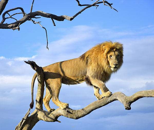 UkutulaUCC's tweet photo. 🦁 SWIMMING LIONS 🦁 - https://t.co/Us1vhGiqhQ https://t.co/t5gxFFN14Z