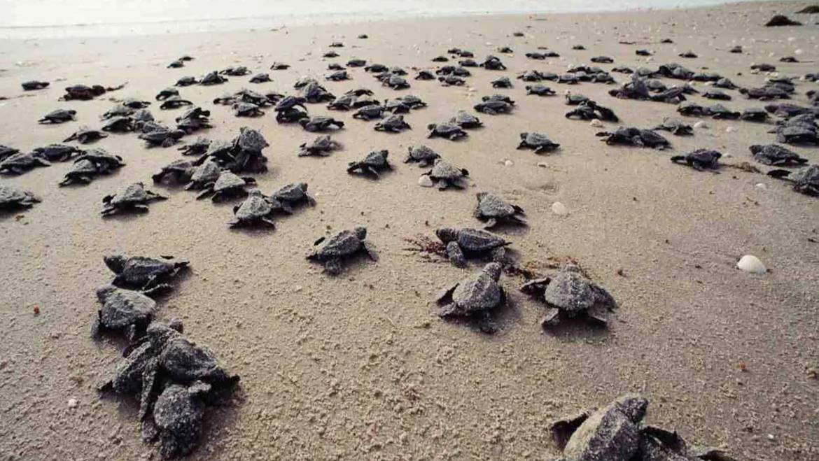 DearTurtles's tweet photo. Turtle Beach ,Goa. Can you see.
Share it if you love it.
.
.
.
.
.
#saveturtles #turtlesanctuary #turtlestyle #boxturtles #cuteturtles #greenturtles #turtlestore #turtlesurvival #turtlesex #turtleslovers #turtleshirts #petturtles #tinyturtles #turtlesmile https://t.co/2t9OSqZH5Y
