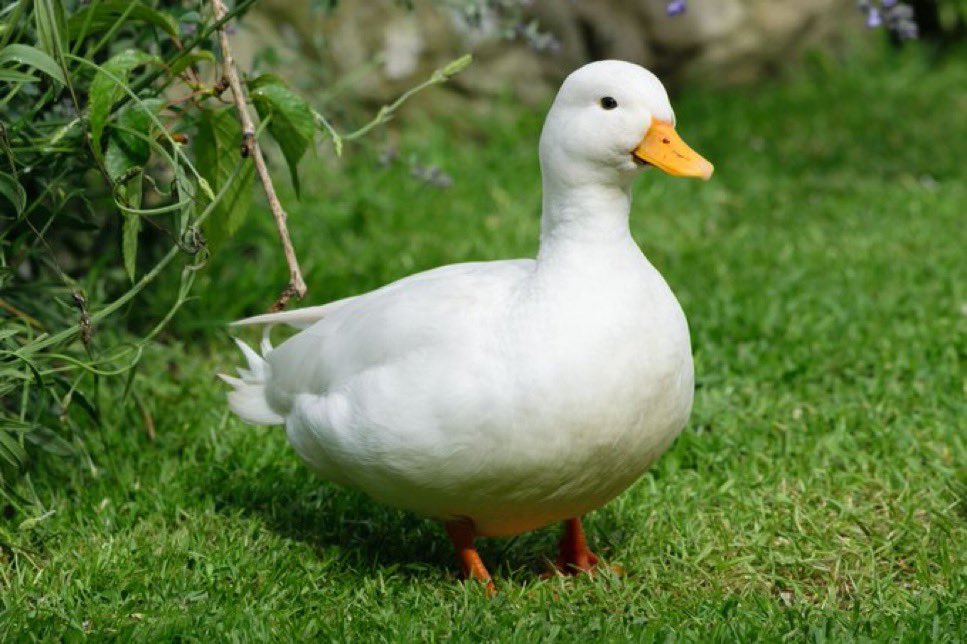 So apparently we're going hard on #duckageddon (reposting this specific duck to clog Twitter), and... you know what?

It sounds fun, and less problematic than some of the other things happening on the internet this week. So sure. Let's do #duckageddon today.