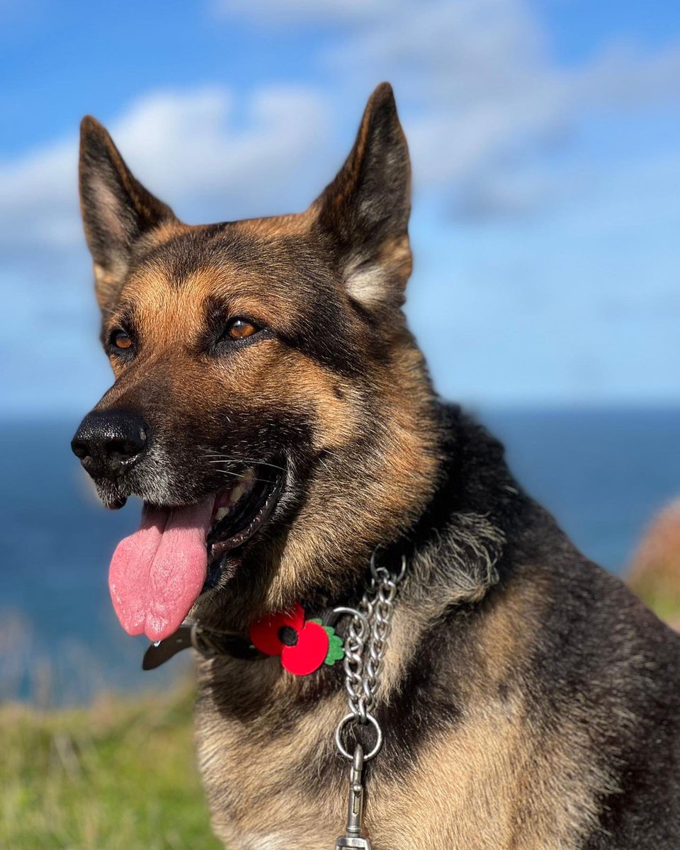 999WAGS's tweet photo. On the 11th hour, of the 11th day, of the 11th month, we will remember them ❤️💜
#ArmisticeDay 
#LestWeForget     
#RemembranceDay  
 #WeWillRememberThem https://t.co/upfp9AR1eQ