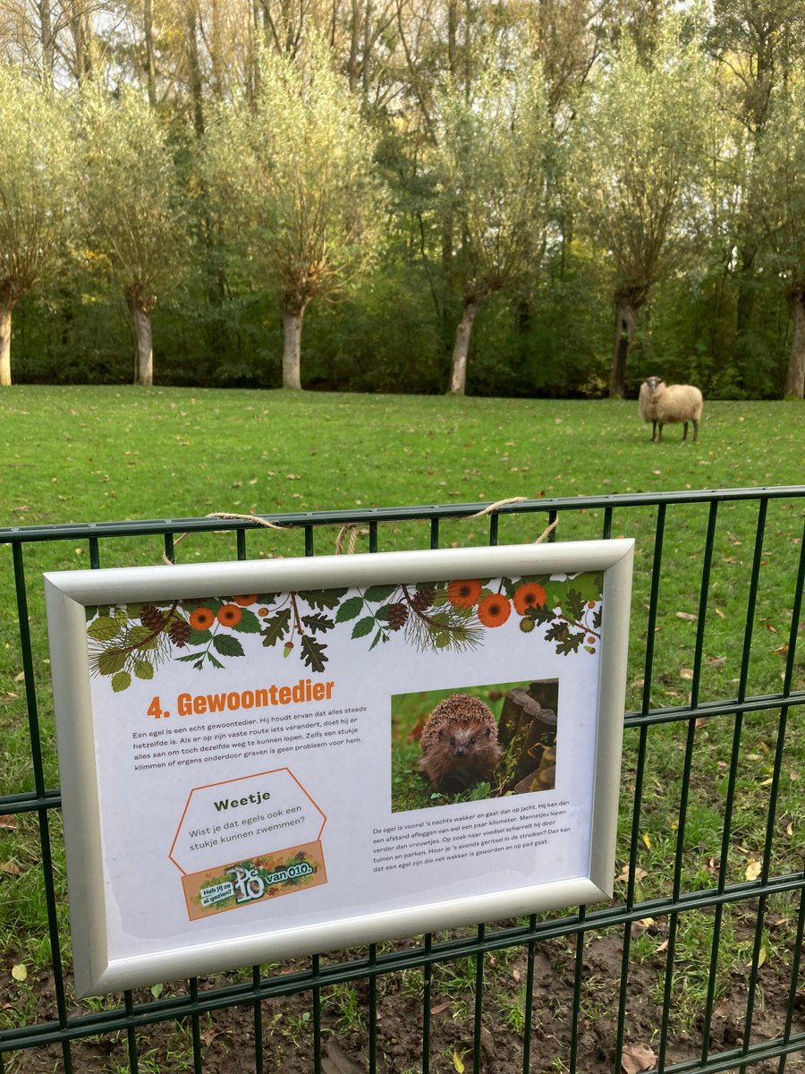 November is de maand van de egel als onderdeel van de 10 van 010, tien diersoorten en planten die symbool staan voor de biodiversiteit in Rotterdam. 

Egels kunnen wel wat hulp gebruiken, kijk voor egel-tips hier: natuurstad.nl/nieuws/help-de…

#10van010 #10van010gezien