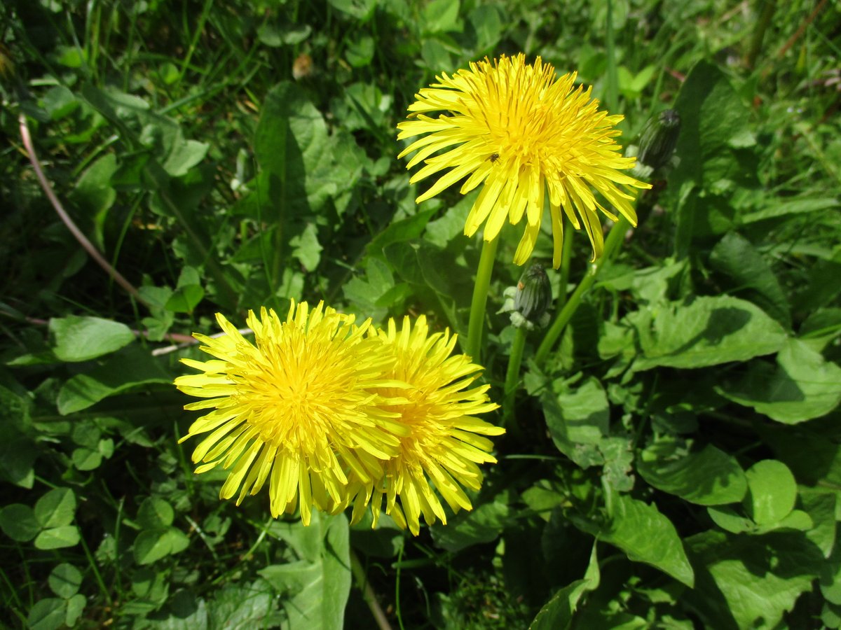 Mwydro am chwyn, union 10 mlynedd yn ôl, pan oedd blogio yn llai hen ffasiwn!
arasgwrnygraig.blogspot.com/2012/11/chwyn.…
250 o ysgrifau am arddio, bwyta a chrwydro yn Gymraeg.
(Yn anffodus mae'r ddolen at gân Blodau Gwylltion <a href="/ManonSteffanRos/">Manon Steffan Ros</a> wedi torri ond mae dal ar Soundcloud).
#yagym