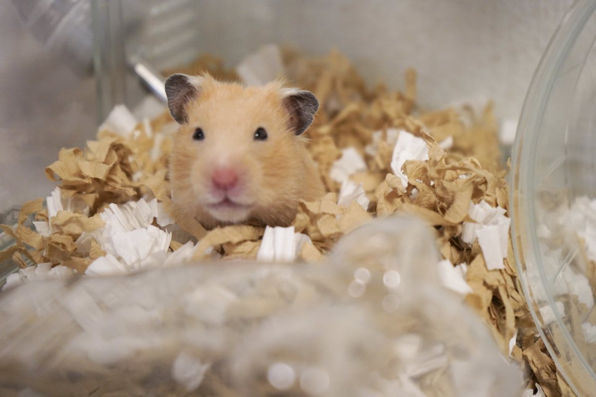 I M Hamster Im Hamster8686 Twitter