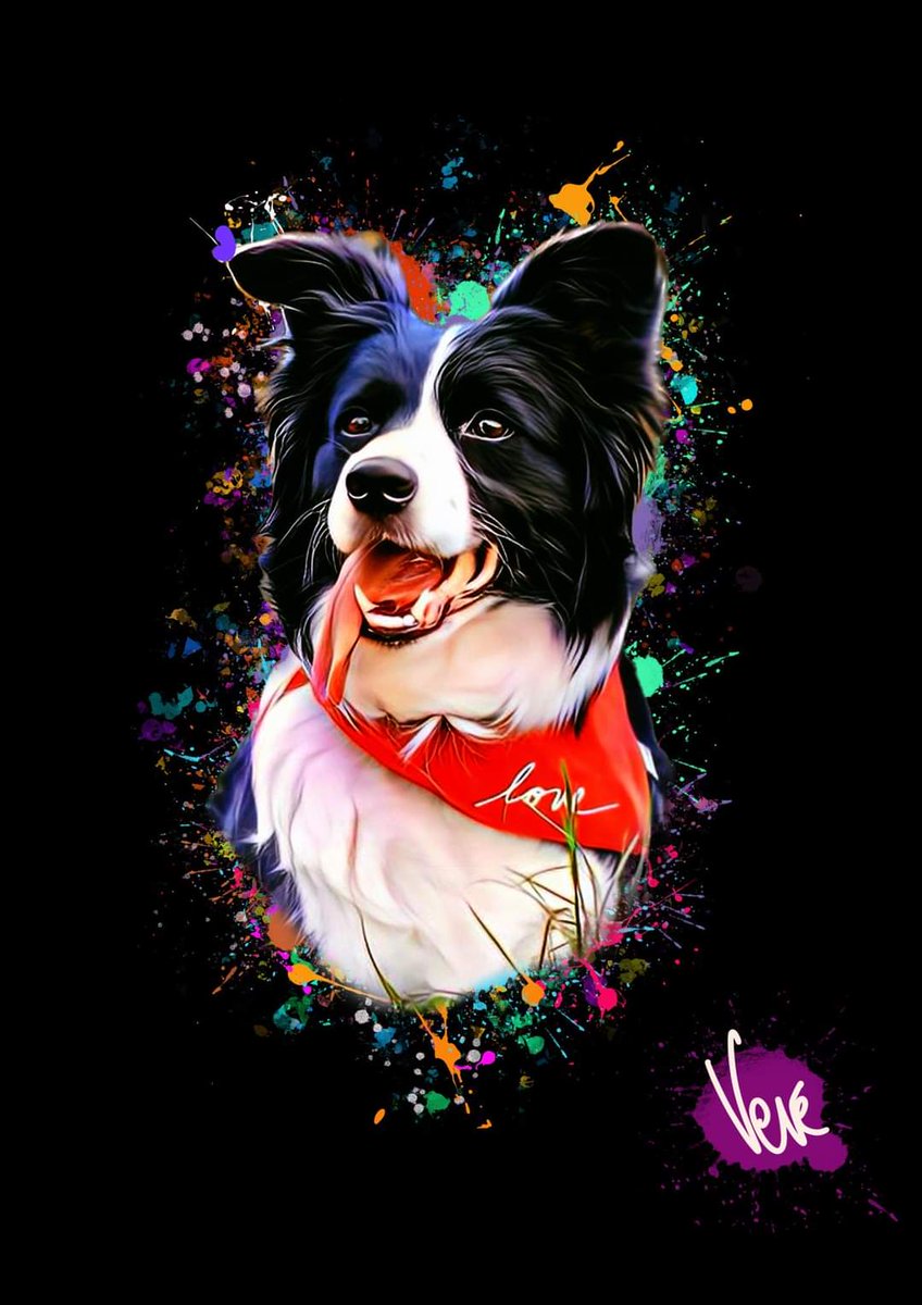 ColorfulPawz's tweet photo. Veve😍 #DogsofTwittter #fridaymorning #cute #dogs #DogsAreTheBest #dogsoftwitter #dogsoutfordream https://t.co/L7r4NxSmGf