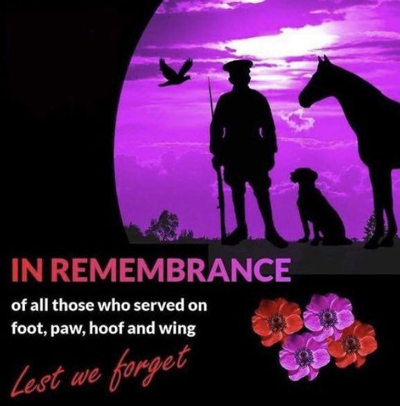TinselTheCat's tweet image. Thank you 🐾💜 #ArmisticeDay #AnimalsOfWar #WeWillRememberThem 
#Ambassacats #Hedgewatch #PoppyDay