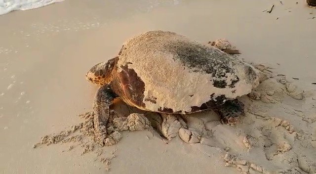 IRBioUB (@irbioub) on Twitter photo L’escalfament global facilita la posta de la tortuga babaua a la costa mediterrània
Recerca liderada per #LluísCardona <a href="/MarMegaFaunaUB/">Marine MegaFauna UB</a> <a href="/ebdonana/">Estación Biológica de Doñana - CSIC</a> <a href="/BETA_TechCenter/">BETA Tech Center</a> #InstitutCavanillesBiodiversitat <a href="/accioclimatica/">Assemblea d'acció climàtica</a> @GVAagroambient <a href="/BiologiaUB/">Facultat de Biologia UB</a> 
bit.ly/3V52fSP L’escalfament global facilita la posta de la tortuga babaua a la costa mediterrània
Recerca liderada per #LluísCardona <a href="/MarMegaFaunaUB/">Marine MegaFauna UB</a> <a href="/ebdonana/">Estación Biológica de Doñana - CSIC</a> <a href="/BETA_TechCenter/">BETA Tech Center</a> #InstitutCavanillesBiodiversitat <a href="/accioclimatica/">Assemblea d'acció climàtica</a> @GVAagroambient <a href="/BiologiaUB/">Facultat de Biologia UB</a> 
bit.ly/3V52fSP