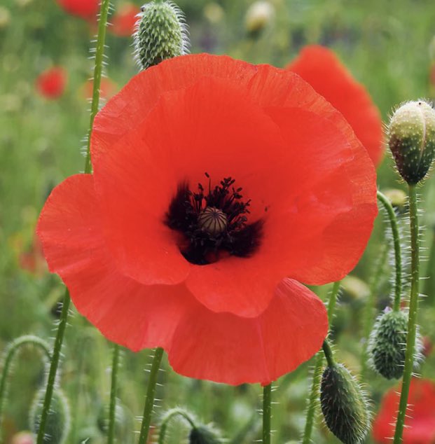 MichelleChewter's tweet photo. Lest we forget https://t.co/0k656OwXXb