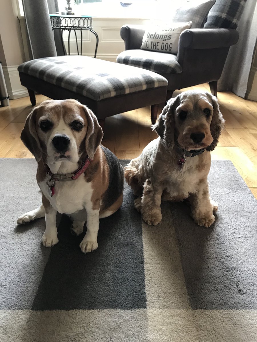 Coco & Bowie with Angel sisters Summer & Betsy 🌈 tweet media