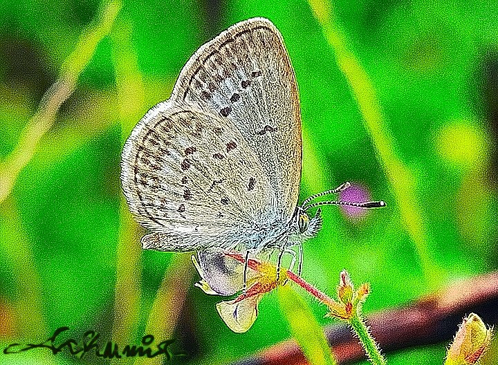 tropical_shots's tweet photo. Butterfly 😍
" Zizula hylax "🦋
#butterfly
#insec
#insects
#Entomology
#tropicalshots https://t.co/ymokT2fJIG