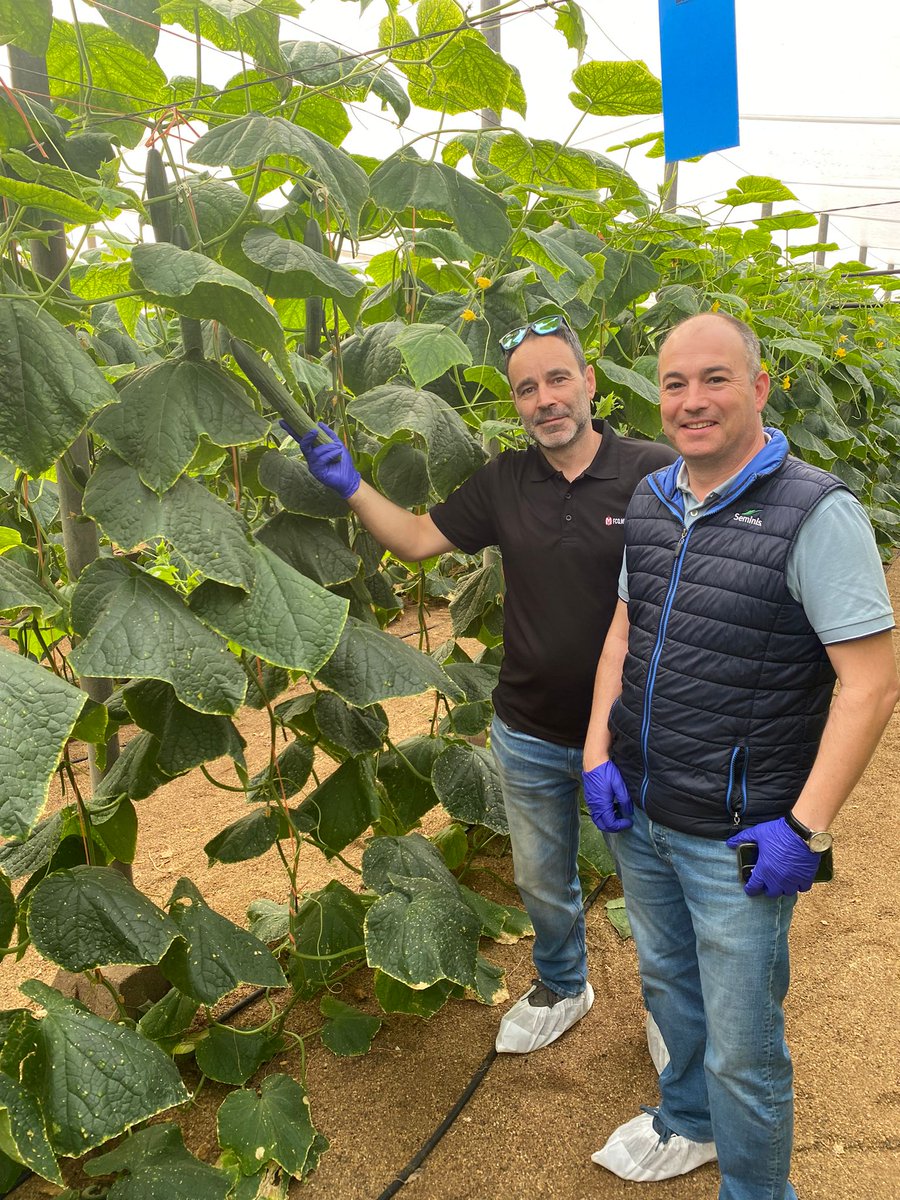 luistrillomata's tweet image. Conociendo Estelar de @SeminisIberia con @Luis_Twose y @JosemAgronomo