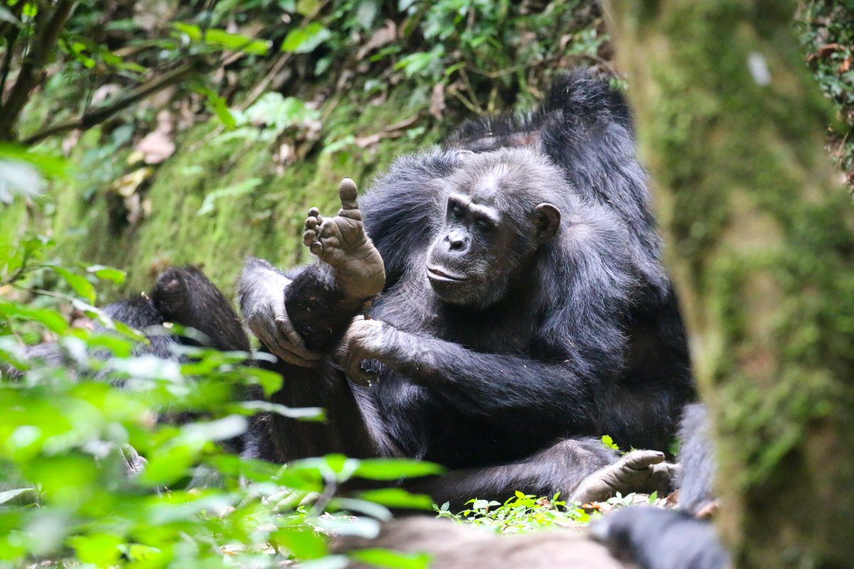 NyungwePark's tweet photo. Did you know that an estimated 600 chimpanzees live in Nyungwe?
3 habituated groups exist in Mayebe, Cyamudongo and Gisovu and can be seen under the guidance of 35 trackers who lead tourists through the forest to gain the best sightings without impacting the park’s biodiversity. https://t.co/IdQZqm1JQc