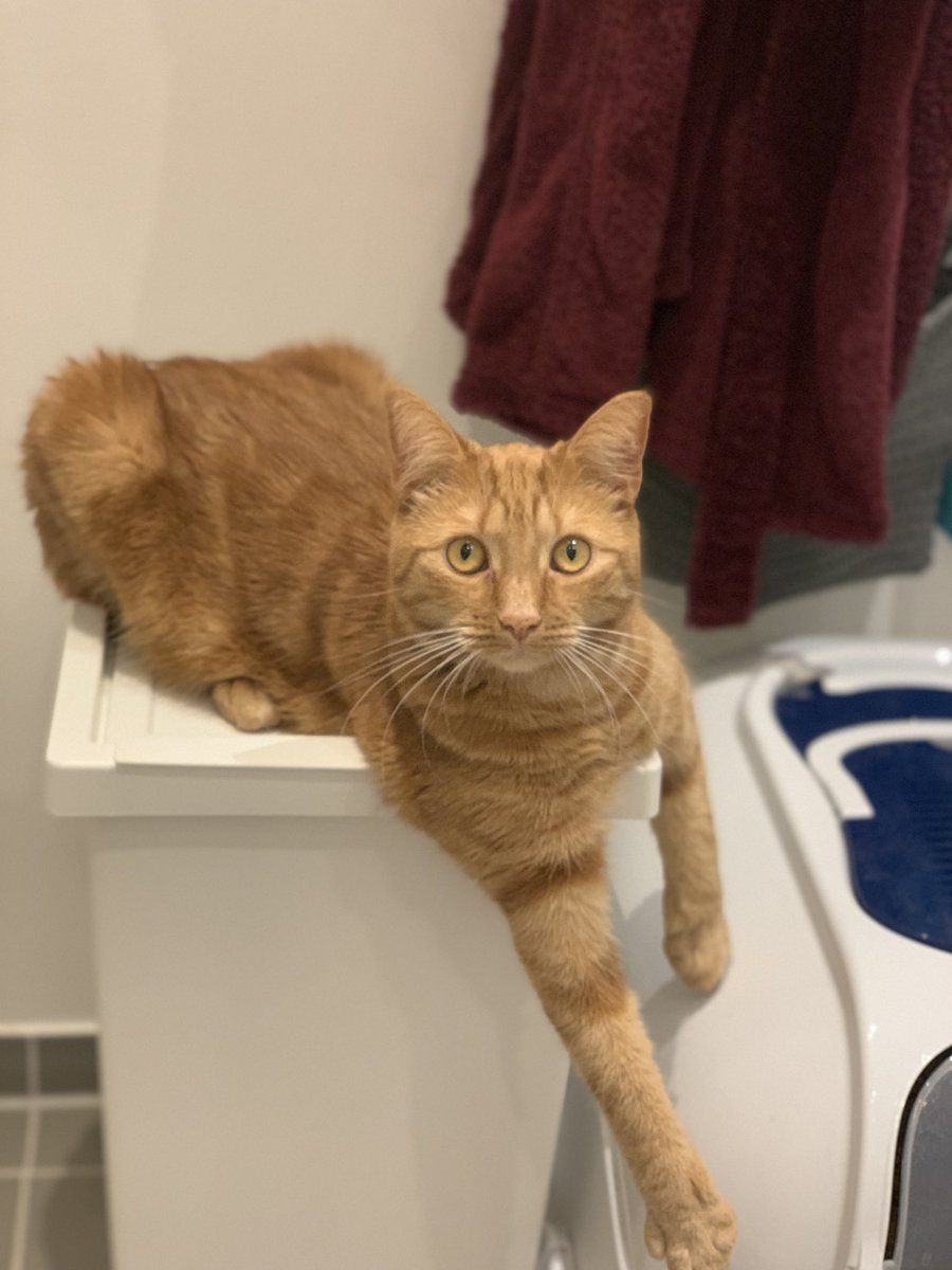 Anna8Sofia's tweet photo. Strange pose #ginger #cat #gingercat #strange #pose #CatsOfTwitter #CatsOnTwitter https://t.co/UZX3D6dhq7