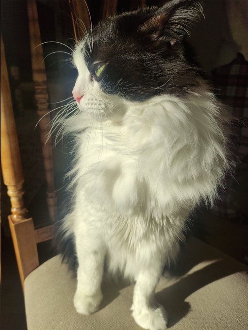 Hoy voy a subir a mi gato! Que adem&aacute;s le he sacado con cara de viernesss 😛😛 https://t.co/WdUko3idDy<a href="/tag/domingodedeseosprohibidos"class="tags"><span>#domingodedeseosprohibidos</span></a>